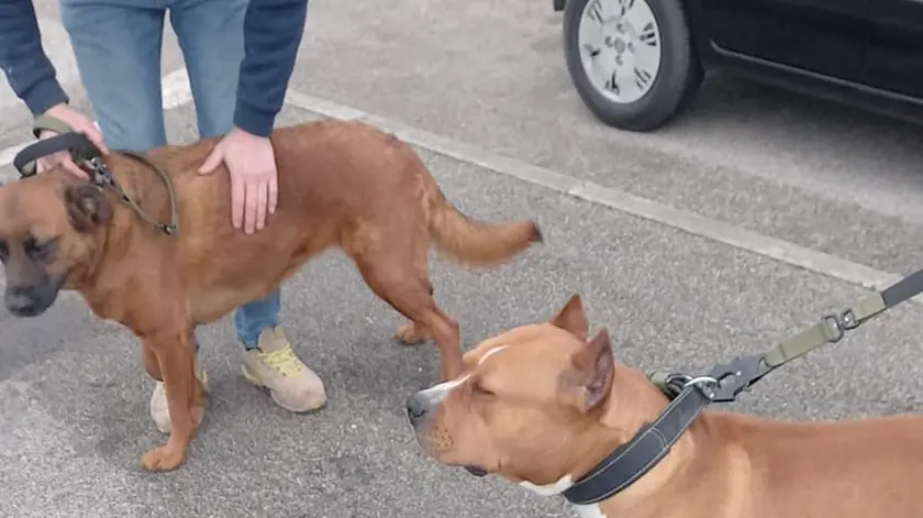 I due cani dopo il ritrovamento (foto Oipa)