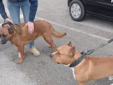 I due cani dopo il ritrovamento (foto Oipa)