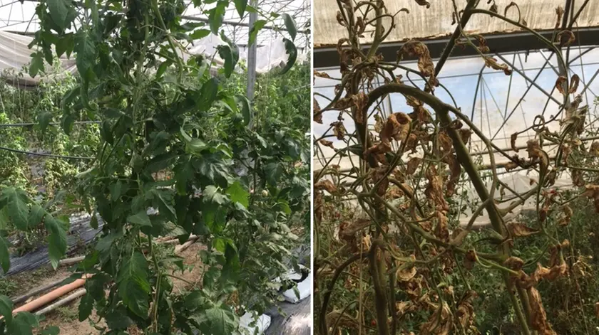 La stessa pianta prima e tre giorni dopo il primo manifestarsi della "tignola del pomodoro" fotografata da Matteo Bortolussi