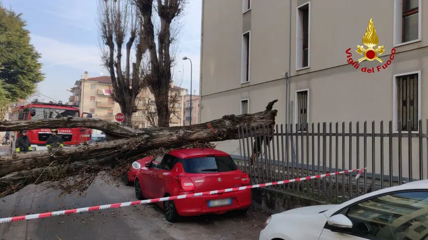 Mestre, grosso albero cade su due auto parcheggiate: è accaduto in via Metauro