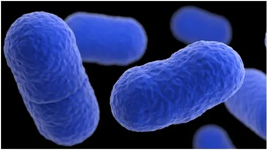 Batteri Listeria al microscopio