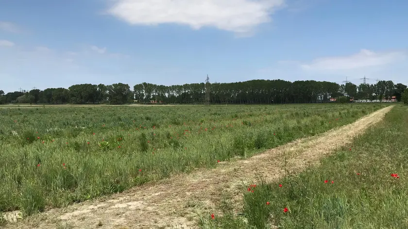 Il sito coltivato a mais e soia che lascerà spazio alla riforestazione