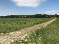 Il sito coltivato a mais e soia che lascerà spazio alla riforestazione