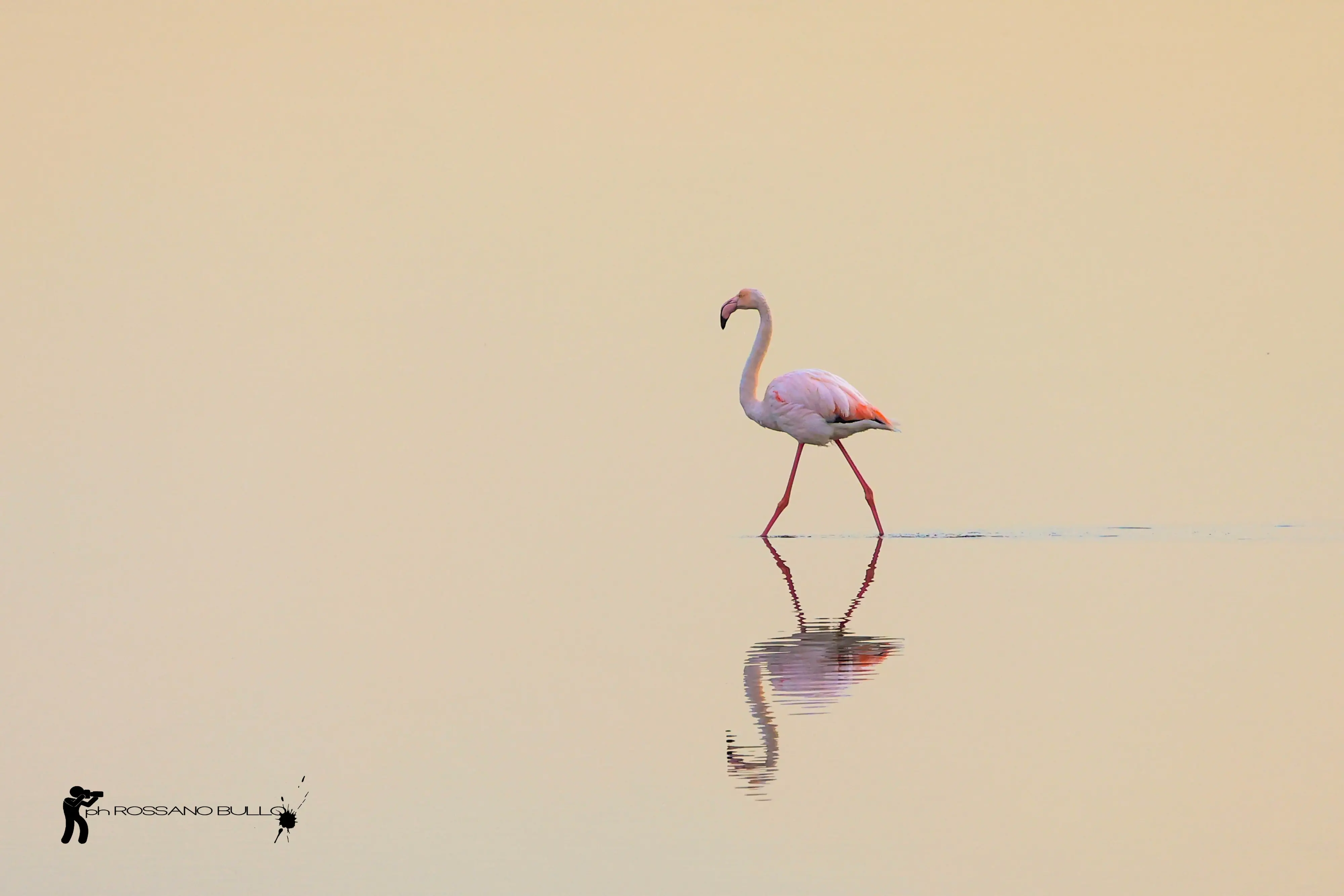 Una pennellata di rosa sull’azzurro della laguna di Chioggia. Sono ormai una presenza fissi gli eleganti fenicotteri rosa che da mesi colorano le acque della Val di Brenta. Facilmente visibili dal ponte translagunare, sono stati inconsapevoli modelli di fotografie scattate da residenti e viaggiatori. Immobili nelle acque, mentre spiccano il volo o col riflesso del tramonto. Tra i molti scatti, anche quelli diffusi in rete da Rossano Bullo che nei primi giorni di gennaio, riguardando le immagini catturate dal ponte translagunare, ha scorto anche un fenicottero con l’anello e su consiglio di un amico ne ha inviato un ingrandimento all'Ispra (Istituto superiore per la protezione e la ricerca ambientale) per scoprire la “storia” dell’animale. Si tratta di un fenicottero nato a Lio Piccolo (Venezia) nell’agosto 2013, migrato poi in Tunisia nel 2014, in Portogallo nel 2016, in Francia nel 2017, tornato quindi in Italia, a Foggia, a Rovigo, a Udine e ora a Chioggia. (testo di Elisabetta Boscolo Anzoletti)