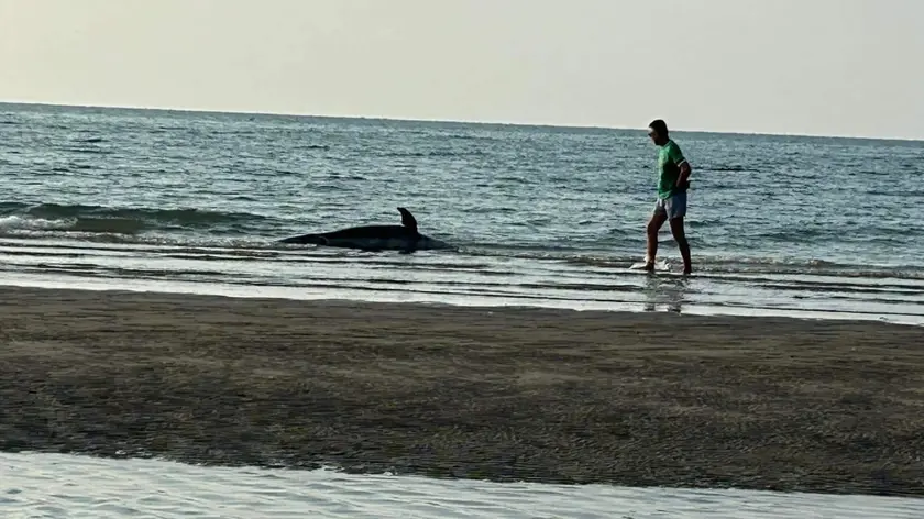 Il delfino morto arenato a Cavallino Treporti