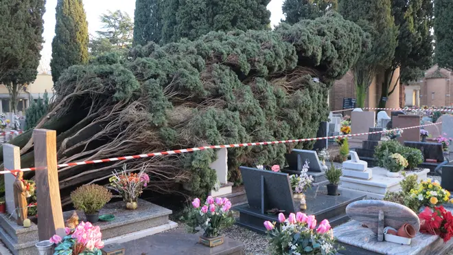 Cipressi abbattuti dal maltempo nel cimitero di Mestre