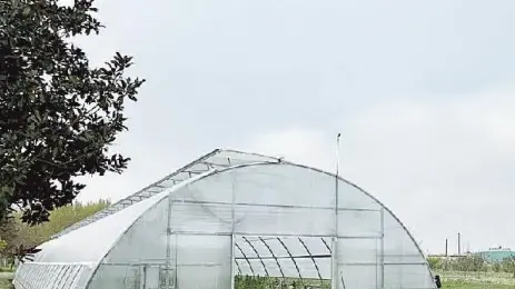 La serra dell’abitazione a San Donà in cui sono state trovate le piante di marijuana