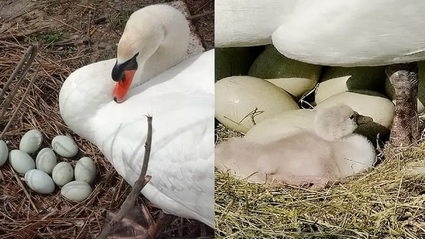 Ecco mamma Silvia a guardia delle uova e con il suo primo piccolo