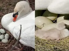 Ecco mamma Silvia a guardia delle uova e con il suo primo piccolo