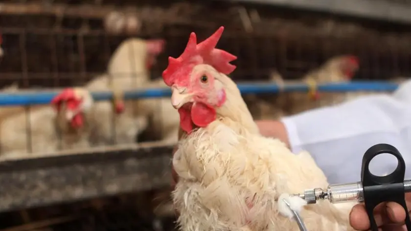 A chicken gets a shot of H5N1 bird flu vaccine at a chicken farm in Chongqing, Yongchuan district of southwest China, 05 April 2013. China has reported 16 human cases of the new H7N9 bird flu virus, including six deaths. ANSA/SI CHUAN CHINA OUT