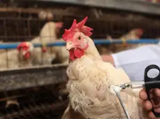 A chicken gets a shot of H5N1 bird flu vaccine at a chicken farm in Chongqing, Yongchuan district of southwest China, 05 April 2013. China has reported 16 human cases of the new H7N9 bird flu virus, including six deaths. ANSA/SI CHUAN CHINA OUT