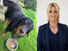 I cani in attesa del loro padrone e la sindaca Silvia Susanna