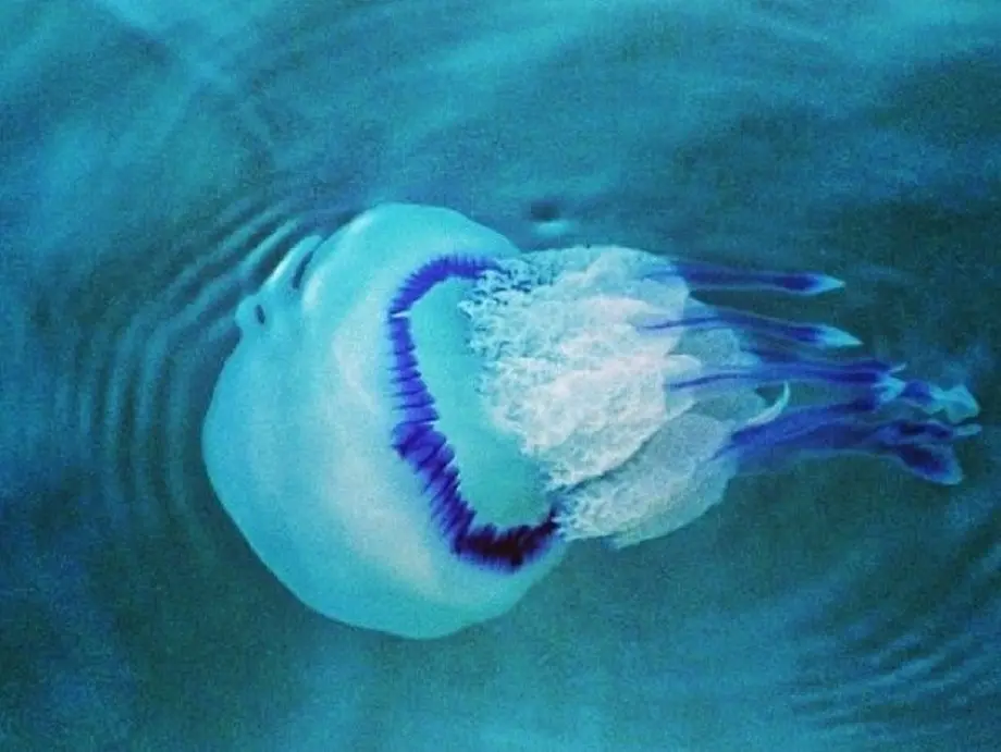 Una medusa del tipo "polmone di mare" (Rhizostoma pulmo)