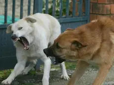 20090315 - RAGUSA - DIS -- MORTO BAMBINO AGGREDITO DA CANI NEL RAGUSANO - Due cani randagi in atteggiamento aggressivo in una foto di archivio. ..Un bambino di 10 anni di Modica nel Ragusano è morto dopo essere stato aggredito e ferito gravemente da un branco di cani randagi alla periferia di Marina di Modica.Il piccolo stava per essere trasportato dall'ospedale di Modica al Cannizzaro di Catania. Ma e' deceduto prima che l'elicottero decollasse... I carabinieri adesso stanno accertando se i cani siano dei randagi o se sono fuggiti da qualche villa. Gli animali hanno anche ferito, non gravemente, un altro bambino di nove anni che si trova ricoverato nell'ospedale Maggiore di Modica e un quarantenne che e' stato medicato alla guardia medica di ..Pozzallo. Le condizioni del bambino morto sono apparse subito gravi e ogni tentativo di salvarlo e' stato vano...ANSA / MASSIMO PERCOSSI / KLD