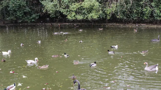 Oasi nel parco della Bissuola dove vivono dei cigni neri