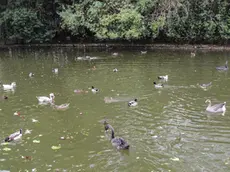 Oasi nel parco della Bissuola dove vivono dei cigni neri