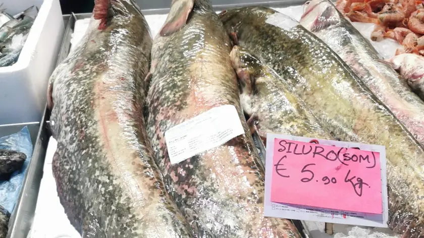 Pesci siluro in vendita al mercato di Mestre