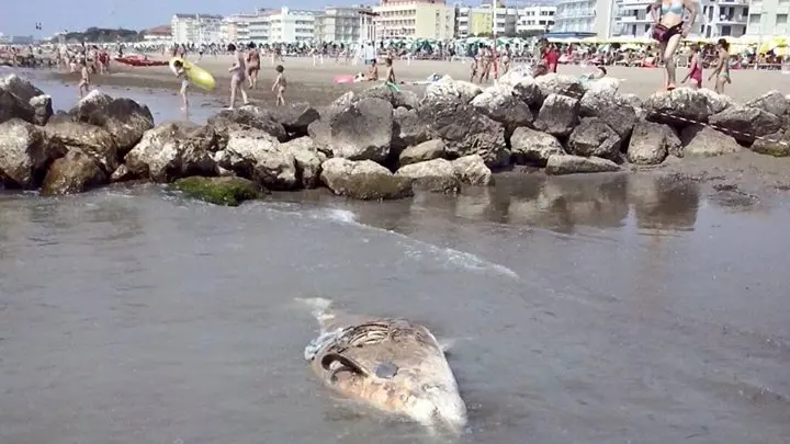 La carcassa del delfino spiaggiato a Caorle