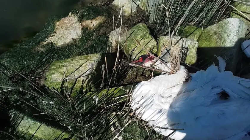 Il cigno ucciso a colpi di pietra a Porto Santa Margherita