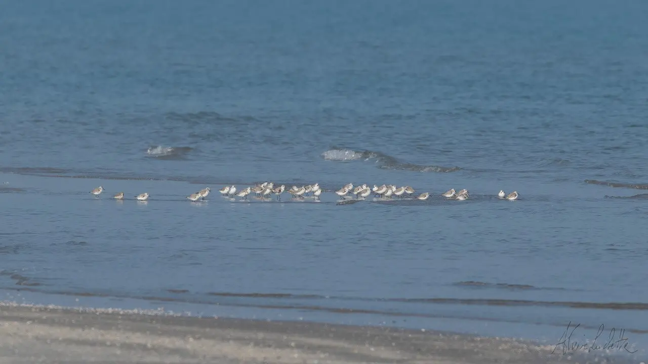 Piovanelli tridattili sulla spiaggia di Ca' Roman