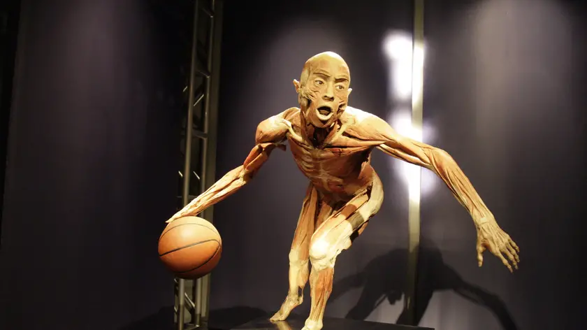 Uno dei corpi esposti alla mostra "Real bodies"