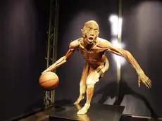 Uno dei corpi esposti alla mostra "Real bodies"