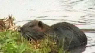 Una nutria sul Lemene