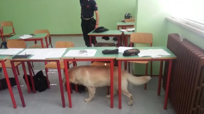 Falco, cane specializzato nello scovare droga, al lavoro in classe