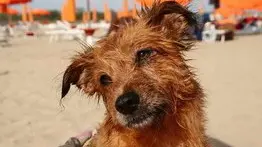 LAZZARINI FGAVAGNIN BIBIONE - VENEZIA - SPIAGGIA PLUTO, SPIAGGIA ATTREZZATA PER CANI CON LETTINI E CIOTOLE E DOCCE PER GLI ANIMALI Concorso di bellezza simpatia per cani a Ferragosto a Bibione concorso di Reginetta e Reginetto quattrozampe.