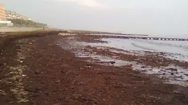 La spiaggia coperta di detriti e alghe scure