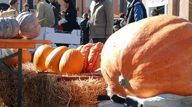 Ecco la «Succa barucca»