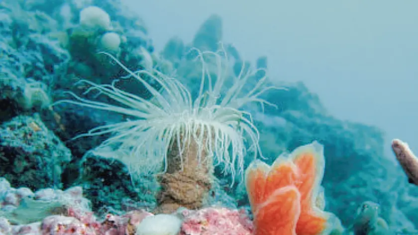 Un fondale nella zona delle Tegnùe di Chioggia