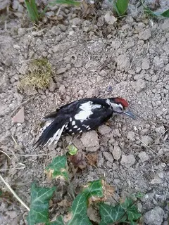 Un altro uccello morto: un picchio rosso