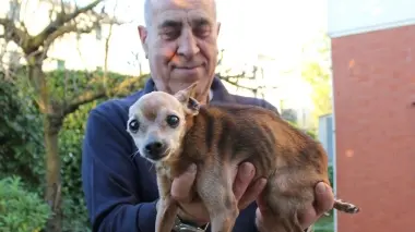 Briciola in braccio al suo padrone Gianni Trevisanato Il cane è un pincher nano