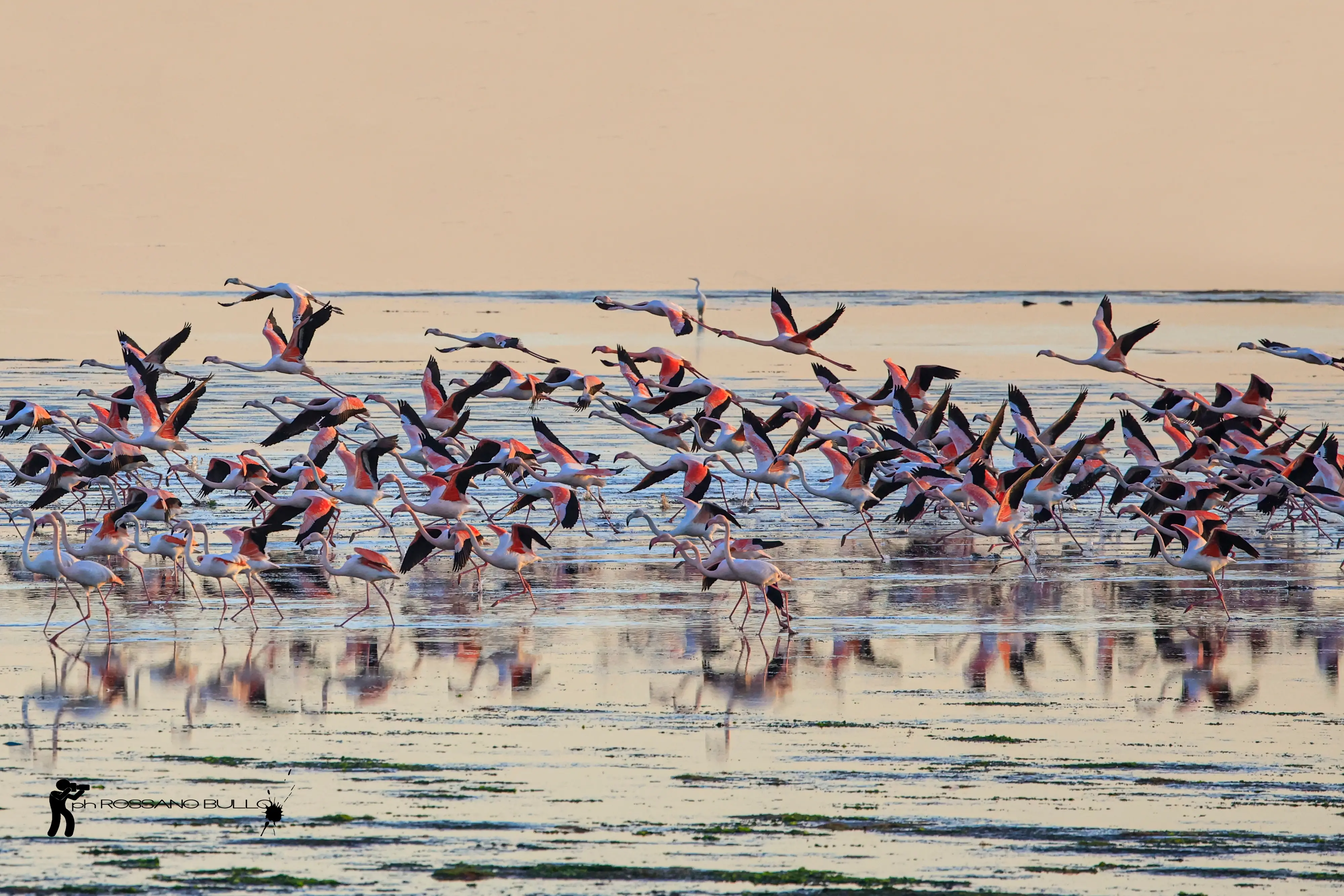 Una pennellata di rosa sull’azzurro della laguna di Chioggia. Sono ormai una presenza fissi gli eleganti fenicotteri rosa che da mesi colorano le acque della Val di Brenta. Facilmente visibili dal ponte translagunare, sono stati inconsapevoli modelli di fotografie scattate da residenti e viaggiatori. Immobili nelle acque, mentre spiccano il volo o col riflesso del tramonto. Tra i molti scatti, anche quelli diffusi in rete da Rossano Bullo che nei primi giorni di gennaio, riguardando le immagini catturate dal ponte translagunare, ha scorto anche un fenicottero con l’anello e su consiglio di un amico ne ha inviato un ingrandimento all'Ispra (Istituto superiore per la protezione e la ricerca ambientale) per scoprire la “storia” dell’animale. Si tratta di un fenicottero nato a Lio Piccolo (Venezia) nell’agosto 2013, migrato poi in Tunisia nel 2014, in Portogallo nel 2016, in Francia nel 2017, tornato quindi in Italia, a Foggia, a Rovigo, a Udine e ora a Chioggia. (testo di Elisabetta Boscolo Anzoletti)