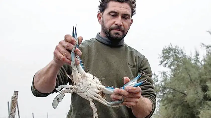 Un pescatore in laguna mostra un esemplare particolarmente imponente: costa al mercato da 2 fino a 10 euro, a seconda della grandezza
