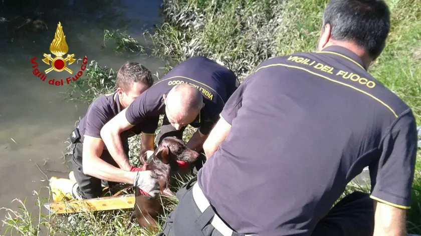 Le operazioni di salvataggio dei cane da parte dei vigili del fuoco