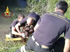 Le operazioni di salvataggio dei cane da parte dei vigili del fuoco