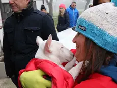 CANI AFFIDATI DOPO SEQUESTRO CANILE CASTELNOVO SOTTO